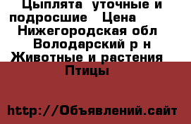  Цыплята cуточные и подросшие › Цена ­ 100 - Нижегородская обл., Володарский р-н Животные и растения » Птицы   